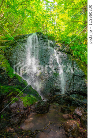 泉山、天の川コース登山道の風景（岡山県苫田郡鏡野町)※作品コメント欄に撮影位置 115960830
