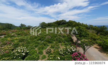宮崎県門川町の桃源郷岬 宮崎県門川町の桃源郷岬 115960874