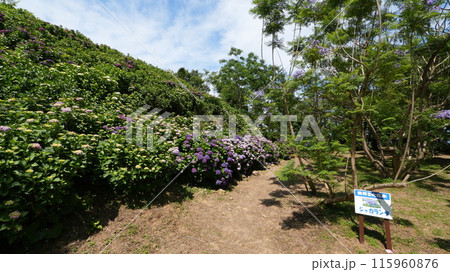 宮崎県門川町の桃源郷岬 宮崎県門川町の桃源郷岬 115960876