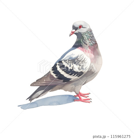 白背景に鳩の水彩イラスト 115961275