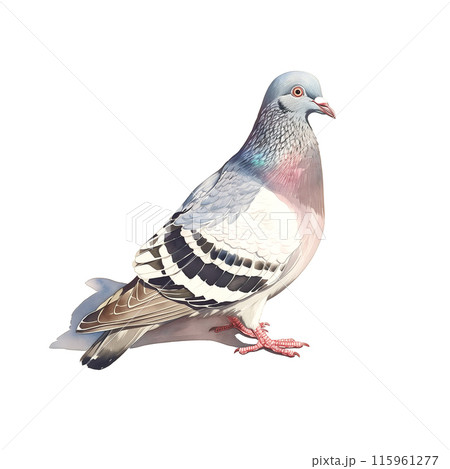 白背景に鳩の水彩イラスト 115961277