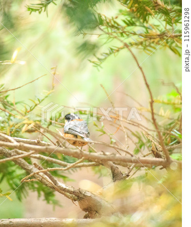 ヤマガラの後ろ姿（木の枝にとまっている） 115961298