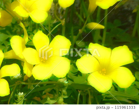 黄色いオキザリスの花 黄色いオキザリスの花 115961333