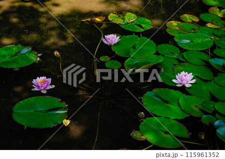 公園の池に咲くスイレンの花 公園の池に咲くスイレンの花 115961352
