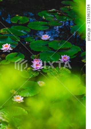 公園の池に咲くスイレンの花 115961354