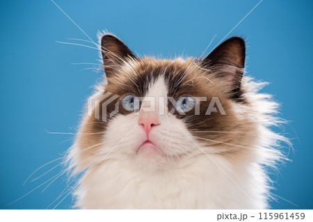portrait of a beautiful young healthy Ragdoll cat portrait of a beautiful young healthy Ragdoll cat 115961459