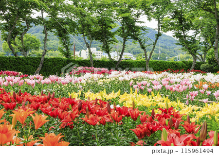 篠山玉水ゆり園　満開の紫陽花とユリの共演 115961494