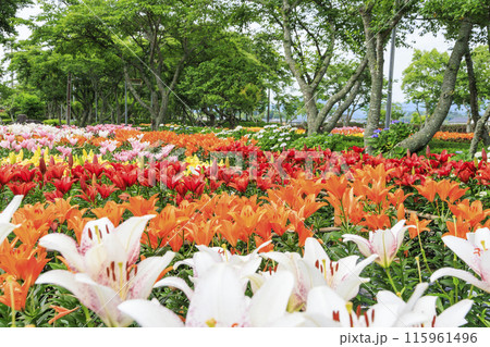 篠山玉水ゆり園　満開の紫陽花とユリの共演 115961496