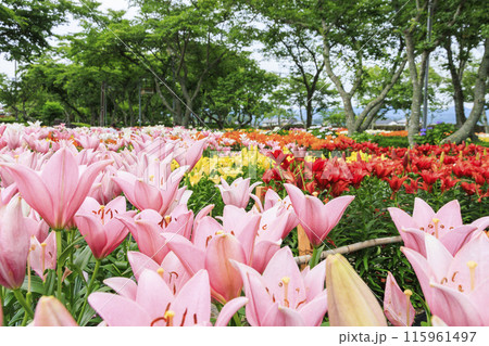 篠山玉水ゆり園　満開の紫陽花とユリの共演 115961497