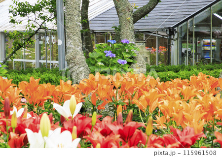 篠山玉水ゆり園　満開の紫陽花とユリの共演 115961508