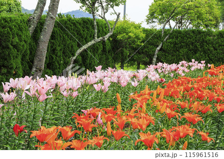 篠山玉水ゆり園　満開の紫陽花とユリの共演 115961516