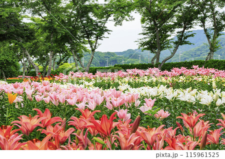 篠山玉水ゆり園　満開の紫陽花とユリの共演 115961525