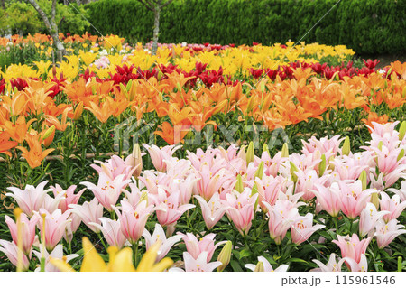 篠山玉水ゆり園　満開の紫陽花とユリの共演 115961546