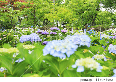 篠山玉水ゆり園 満開の紫陽花とユリの共演 篠山玉水ゆり園 満開の紫陽花とユリの共演 115961568