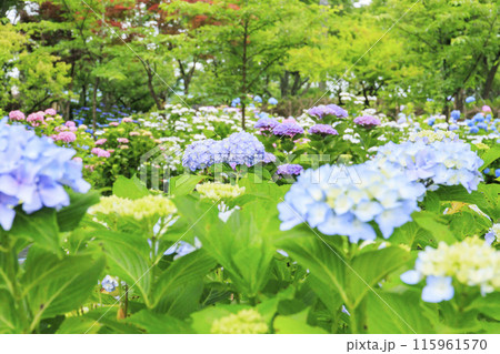 篠山玉水ゆり園 満開の紫陽花とユリの共演 篠山玉水ゆり園 満開の紫陽花とユリの共演 115961570