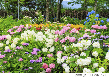 篠山玉水ゆり園　満開の紫陽花とユリの共演 115961577