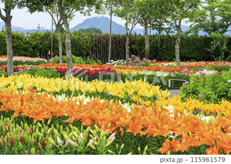 篠山玉水ゆり園 満開の紫陽花とユリの共演 篠山玉水ゆり園 満開の紫陽花とユリの共演 115961579