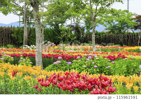 篠山玉水ゆり園　満開の紫陽花とユリの共演 115961591