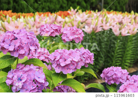 篠山玉水ゆり園　満開の紫陽花とユリの共演 115961603