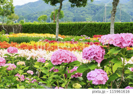 篠山玉水ゆり園 満開の紫陽花とユリの共演 篠山玉水ゆり園 満開の紫陽花とユリの共演 115961616