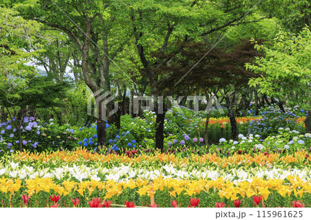 篠山玉水ゆり園　満開の紫陽花とユリの共演 115961625