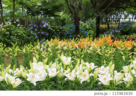 篠山玉水ゆり園 満開の紫陽花とユリの共演 篠山玉水ゆり園 満開の紫陽花とユリの共演 115961630