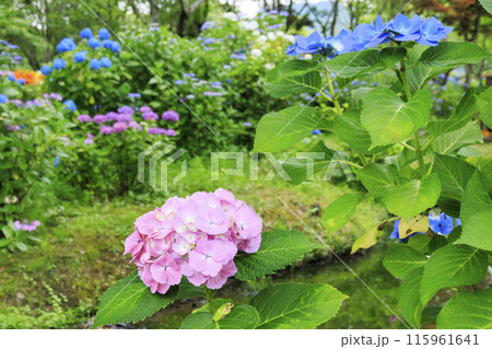 篠山玉水ゆり園　満開の紫陽花とユリの共演 115961641