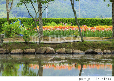 篠山玉水ゆり園 満開の紫陽花とユリの共演 篠山玉水ゆり園 満開の紫陽花とユリの共演 115961643