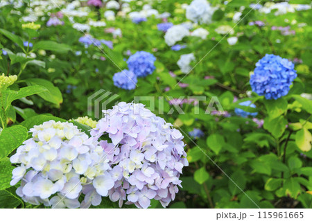 篠山玉水ゆり園　満開の紫陽花とユリの共演 115961665