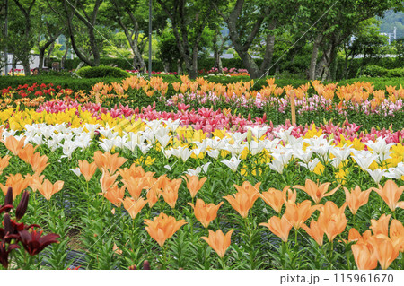 篠山玉水ゆり園　満開の紫陽花とユリの共演 115961670