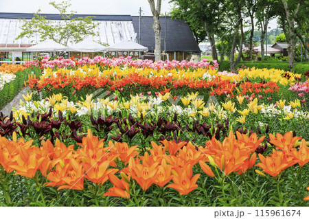 篠山玉水ゆり園　満開の紫陽花とユリの共演 115961674