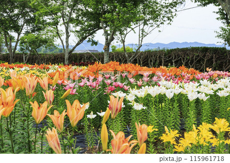 篠山玉水ゆり園　満開の紫陽花とユリの共演 115961718
