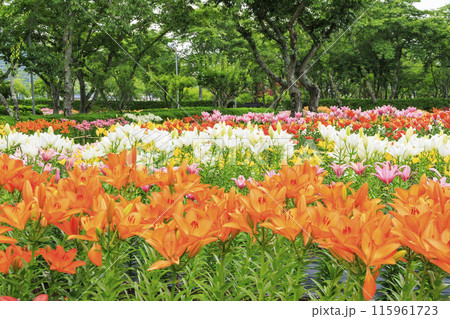 篠山玉水ゆり園 満開の紫陽花とユリの共演 篠山玉水ゆり園 満開の紫陽花とユリの共演 115961723