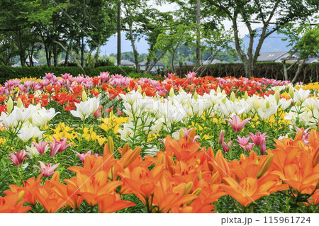 篠山玉水ゆり園　満開の紫陽花とユリの共演 115961724