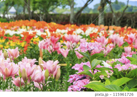 篠山玉水ゆり園　満開の紫陽花とユリの共演 115961726