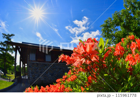 高原の牧場で咲き誇るレンゲツツジの花 115961778