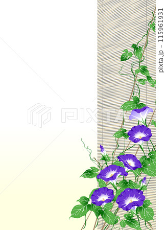 朝顔　簾　紫 115961931