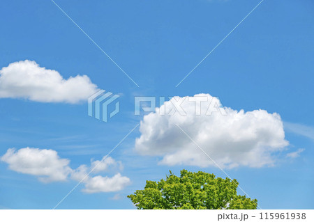 初夏の雲と木立 初夏の雲と木立 115961938