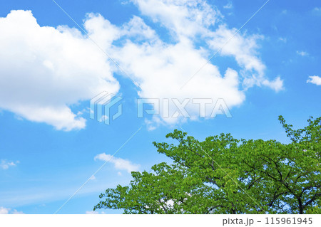 初夏の雲と木立 初夏の雲と木立 115961945