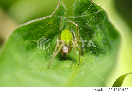 おしゃれな青葉を丸めた住処の中にサツマノミダマシ蜘蛛（自然光＋ストロボ、マクロ接写撮影） 115961953