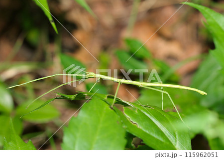 森の中、擬態できない森のナナフシ（ナナフシモドキ・自然光＋ストロボ、マクロ接写撮影） 115962051