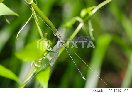 初夏の雑木林にオオアオイトトンボ（自然光＋ストロボ、マクロ接写撮影） 115962162