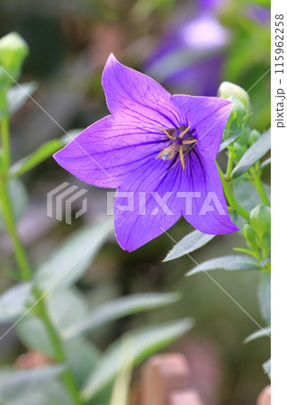 紫色の桔梗（キキョウ）　花とつぼみ 115962258