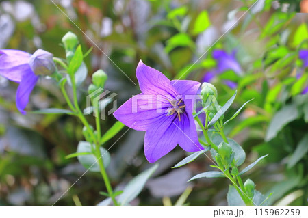 紫色の桔梗（キキョウ）　花とつぼみ 115962259