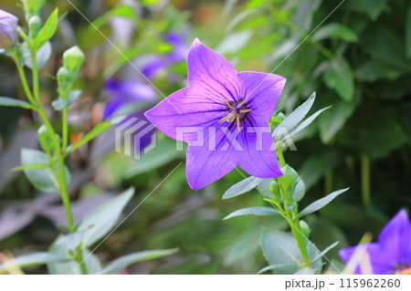 紫色の桔梗（キキョウ）　花とつぼみ 115962260
