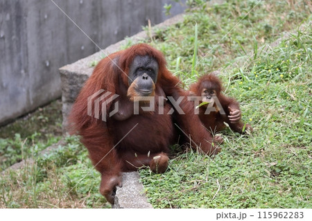 座ったオランウータンの親子 115962283