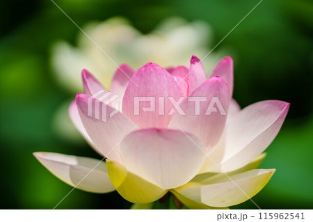 蓮が綺麗 115962541