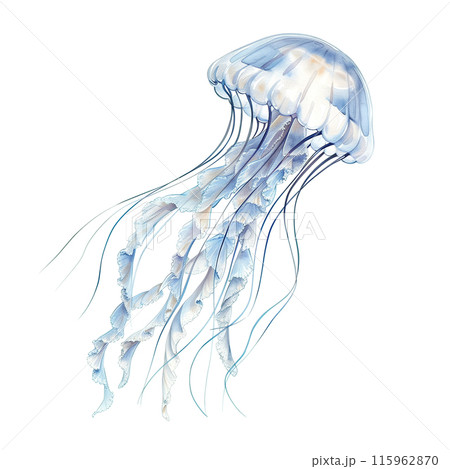 白背景にクラゲの水彩イラストのイラスト素材 [115962870] - PIXTA