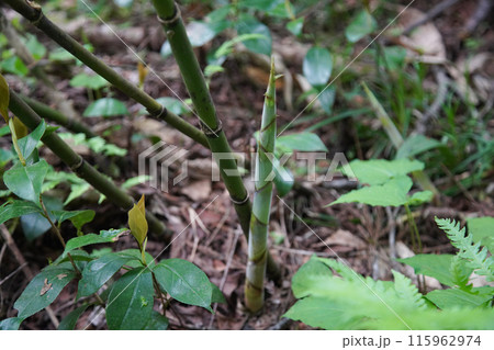 根曲がり竹 115962974