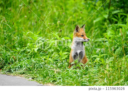 夏の森で出会ったキタキツネ 115963026